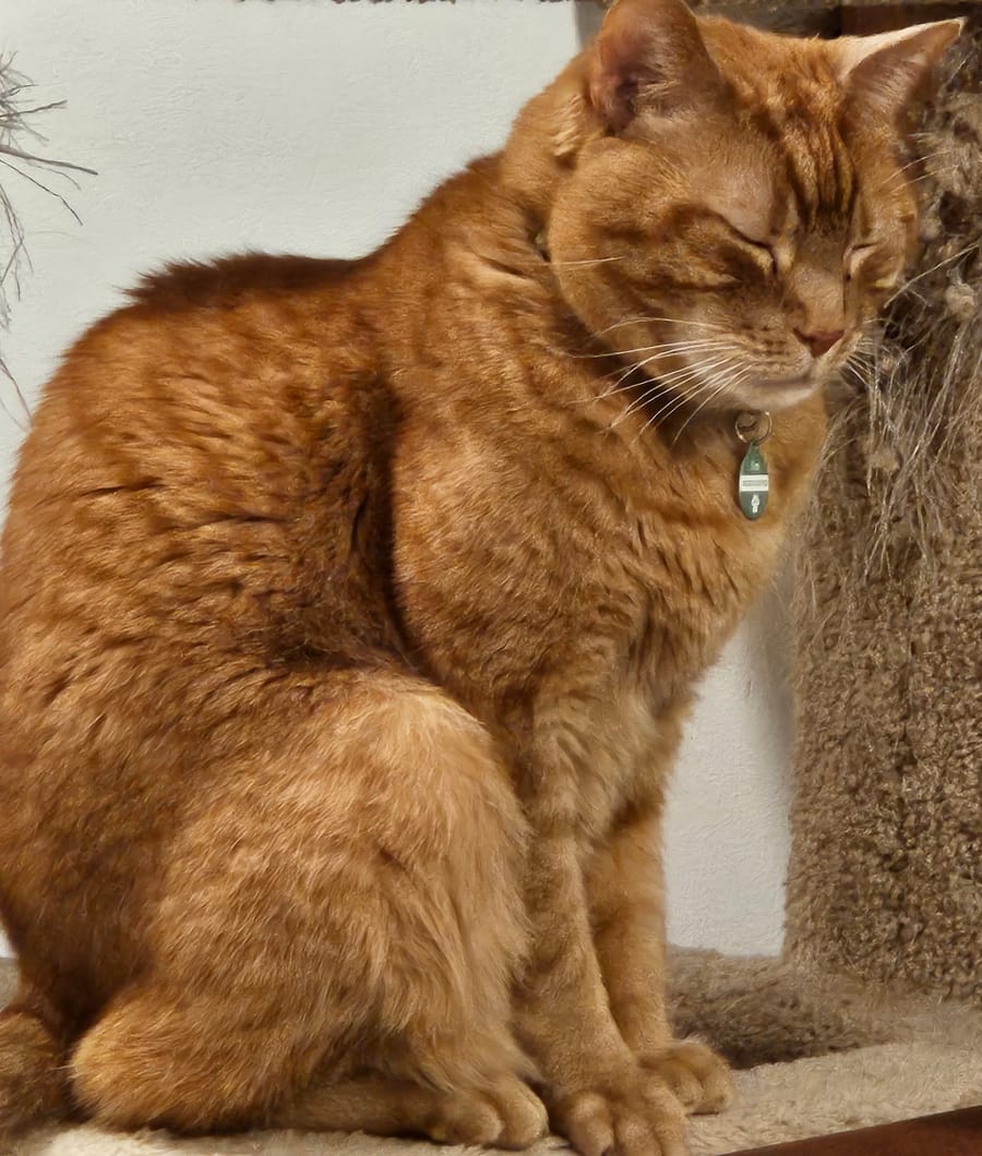 Dylan, an orange tabby cat, sitting on a cat tree